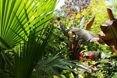 Imagen de jardín tropical en patio