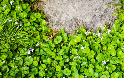 Почвопокровные растения: Зеленый ковер для сада