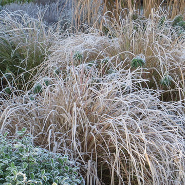 contemporary front garden