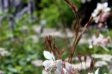 Diseño de jardín actual en patio trasero