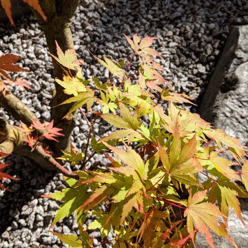 Contemporary Pond Garden - Acer palmatum 'Sango-kaku'