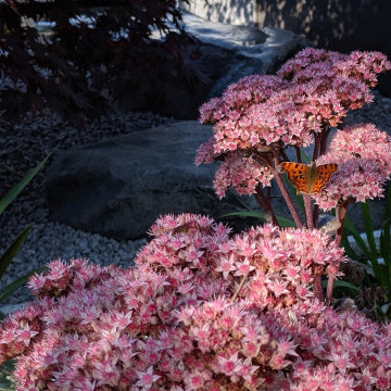 Contemporary Pond Garden - Butterfly.