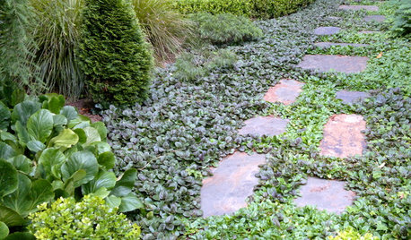 Ground Cover For Large Area In Northern Utah