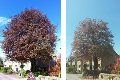 Copper Beech before and after