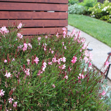 Gaura and Convolvulus cneorum thrive in this hot dry garden bed