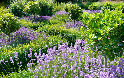 How to Design a Stunning Blue and Purple Garden