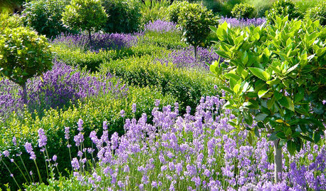 How to Design a Stunning Blue and Purple Garden