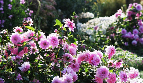 Pink Flowers to Sweeten Your Garden