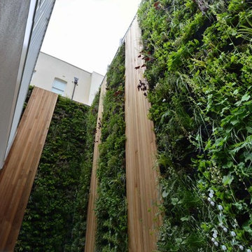 Domestic Living Wall Projects