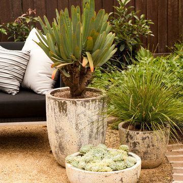 Epping family entertainer - potted succulents