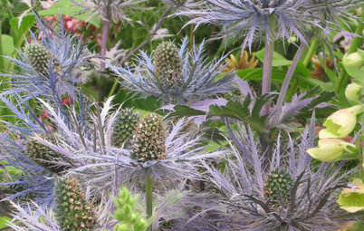 Great Design Plant: Sea Holly