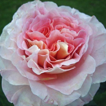Garden Rose Augusta Louise