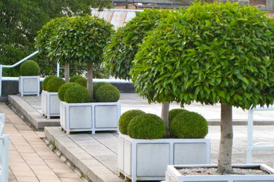 This is an example of a contemporary courtyard garden in Sussex.