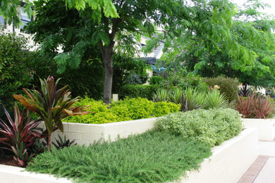 シドニーにある広いトロピカルスタイルのおしゃれな庭 (日向) の写真