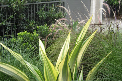 Imagen de camino de jardín de secano actual de tamaño medio en patio delantero con exposición total al sol