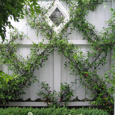 Inspiration for a mid-sized contemporary courtyard formal garden in Wellington.