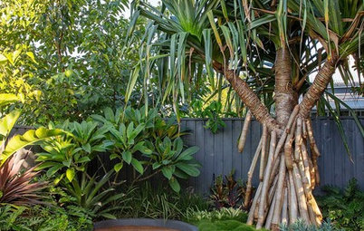 Room of the Week: Featureless Backyard to Tropical Retreat