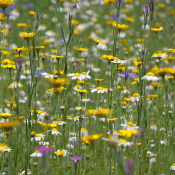 Meadow Garden