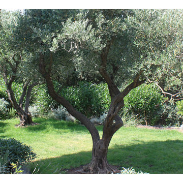 Mediterranean Woodland Garden Renovation, French Riviera
