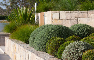 Designing With Conifers: Find the Perfect Fit for Your Landscape