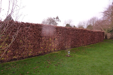 New Beech Instant Hedge added to traditional garden