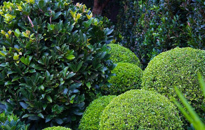 Green-Only Gardens Draw the Eye and Soothe the Spirit