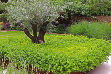 Olive Tree Underplanted with Oregano