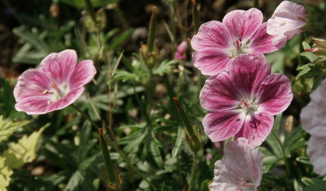 Come Ottenere il Meglio dal Tuo Geranium Rustico (il Balcone Ringrazia)