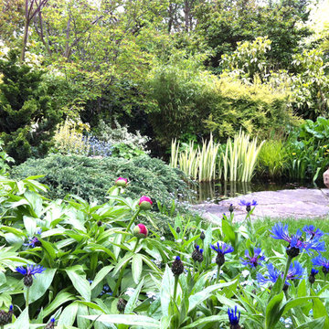 Peonies and Centaurea montana by the pond