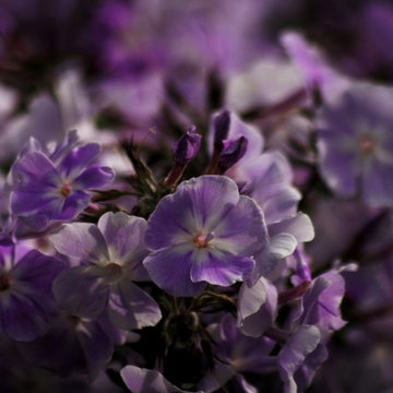 Phlox