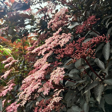 PLANT ASSOCIATIONS:  Trees and Shrubs