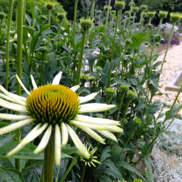 Planting ideas- Echinacea 'white swan' have beautiful structure and flower in la
