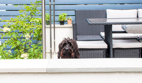 How to Create a Stylish Dog-Friendly Backyard in the City