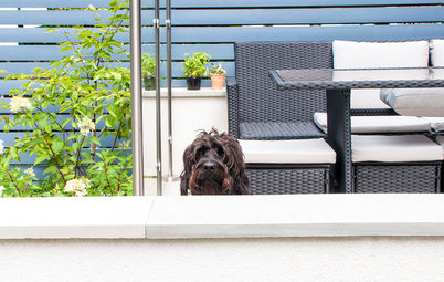 How to Make Your Small Urban Garden Dog-friendly