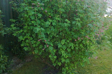 Traditional garden in Other.