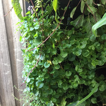 Residential green wall, Melbourne