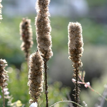 Seed Heads