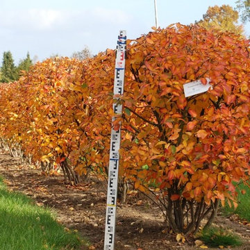 Selection of our semi-mature trees
