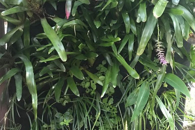 Kleine, Schattige Rustikale Pflanzenwand hinter dem Haus in Sydney