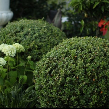 Shapes, Topiaries, clipped back & sides that make a difference in your Garden