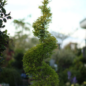 Shapes, Topiaries, clipped back & sides that make a difference in your Garden