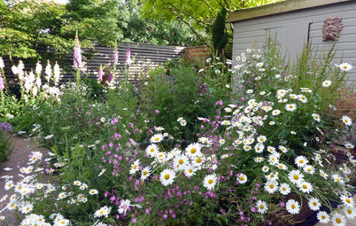 How to Grow and Care for Wildflowers in Your Garden