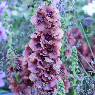 Stunning Verbascum flower spire