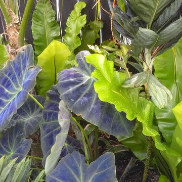 Sub tropical plant combinations