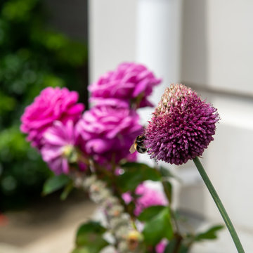 Summer garden - Close up of alliums, roses and a bumblee