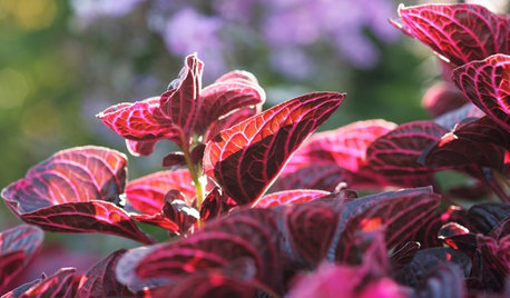 Perché il Tuo Giardino ha Bisogno di Foglie Color Porpora