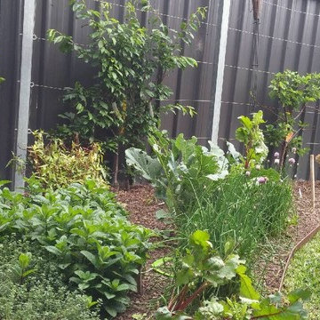 The potager's garden