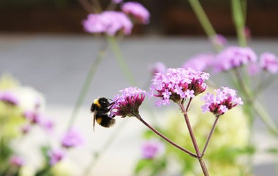 How to Create a Bee-friendly Garden