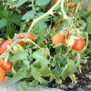 tomatoes in the vegetable patch