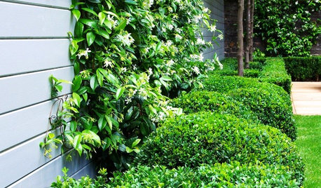 Wonder Wall: The Climbing Plants That Can Improve Your Garden